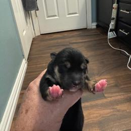 Evie - Black and tan female Shiba Inu puppy in Cypress, Texas from Southern Shibas