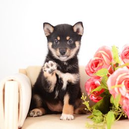 Sakura Black and Tan Giel - Black and tan female Shiba Inu puppy in Neosho, Missouri from Sunny Terrace Shibas