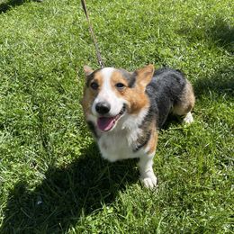 Ollie - Pembroke Welsh Corgi