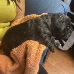 Girl 1 - Cane Corso puppy in Warren County, Kentucky from Elite Kennels