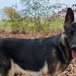 Parker - German Shepherd