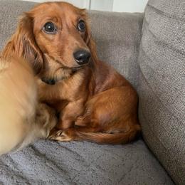 Maple - Dachshund