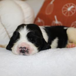 Mahogany - Black and white female English Springer Spaniel puppy in Lexington, South Carolina from House Tiner Springers