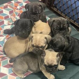 French Bulldogs from Mary's French Bulldogs