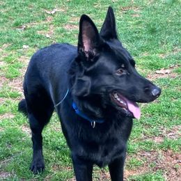 Coal - German Shepherd