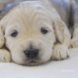Taz (red boy) - Cream male Goldendoodle puppy in Loveland, Ohio from Timberidge Goldendoodles