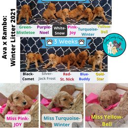 Poodle Puppies from Derby Family Poodle