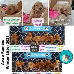 Poodle Puppies from Derby Family Poodle