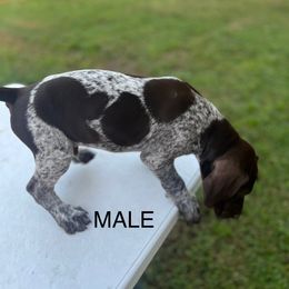 Mickey - Liver roan male German Shorthaired Pointer puppy in Center Hill, Florida from Tiffany Proctor