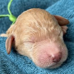 Miss Green Collar - Apricot female Poodle puppy in Screven, Georgia from Dreamland Standard Poodles