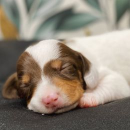 Winston - Chocolate and tan male Dachshund puppy in Portsmouth, Ohio from Tygart Creek Dachshunds