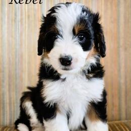 Rebel - Black tri-color male Aussiedoodle puppy in Lancaster, Minnesota from Wilson Cattle Co.