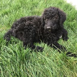 Bernedoodle and Poodle Puppies from Sunset Family Farm