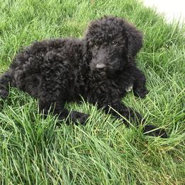 Bernedoodle and Poodle Puppies from Sunset Family Farm