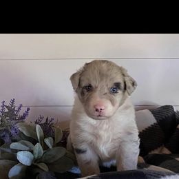 Australian Shepherd Puppies from Ozark Mountain Aussies