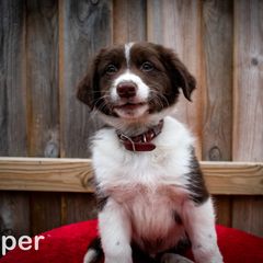 Border Collie, Golden Retriever, and Sporty Mix Puppies from Turbo Border Collies & Coltrievers