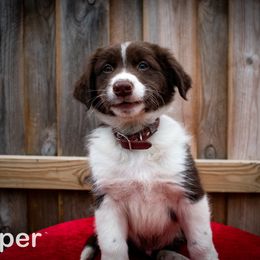 Border Collie, Golden Retriever, and Sporty Mix Puppies from Turbo Border Collies & Coltrievers