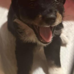 Miniature Australian Shepherds from Elk River’s  Mini Australia Shepard
