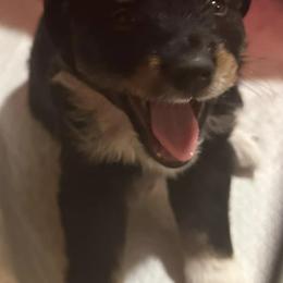 Miniature Australian Shepherds from Elk River’s  Mini Australia Shepard