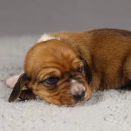 Boy 3 - Black brown and white male Basset Hound puppy in Idaho from Welcome Home Bassets