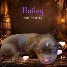 Bailey - Red tri female Miniature Australian Shepherd puppy in Oronogo, Missouri from Dutton's Show Me Farms