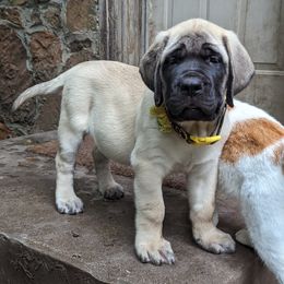Girl 1 - Fawn Mastiff puppy in Strafford, Missouri from Hug-A-Mug Mastiffs