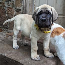 Girl 1 - Fawn Mastiff puppy in Strafford, Missouri from Hug-A-Mug Mastiffs