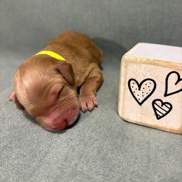 Nutmeg - Apricot female Goldendoodle puppy in Rochester, New York from Willowgreen Goldendoodles