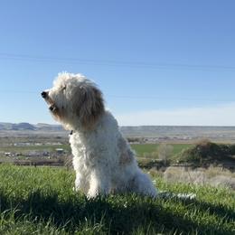 Rusty - Bernedoodle