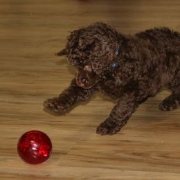 Poodle Puppies from RK'S Pets
