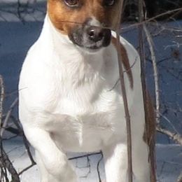 Katie - Russell Terrier