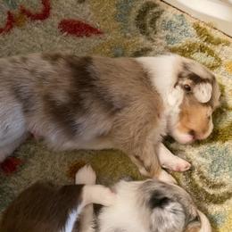 SEA-sar - Red merle male Miniature Australian Shepherd puppy in California, Kentucky from Sonlight Ridge Aussies