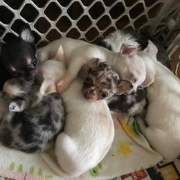 Chihuahua Puppies from Chilove Chihuahuas