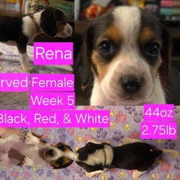 Rena Pink Female - Black red and white female Beagle puppy in Bemidji, Minnesota from Nse Farms Beagles