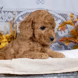 Pudding - Red  female Goldendoodle puppy in Boise, Idaho from Goldendoodle Baby