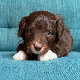 Rumi (pink) - Red tri-color female Aussiedoodle puppy in Watertown, Wisconsin from Little Bear Paws Aussiedoodles