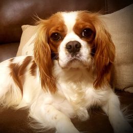 Amari - Cavalier King Charles Spaniel