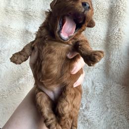 Cavapoo puppies from Climate City Cavapoos