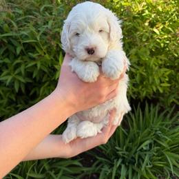 Charm - Cream female Goldendoodle puppy in Lindon, Utah from Ruby’s Minidoodles LLC