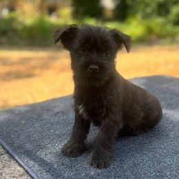 Jetta - Black brindle female Cairn Terrier puppy in Mountain Grove, Missouri from CreekTop