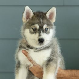 Tails - Gray and white male Siberian Husky puppy in Mc Cleary, Washington from Chelsea's Huskies