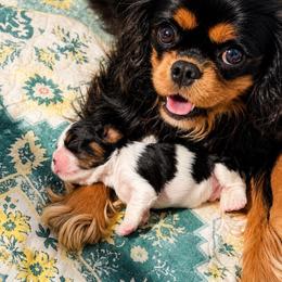 Betty - Cavalier King Charles Spaniel