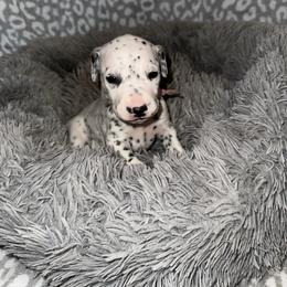 Shiver - White and black female Dalmatian puppy in Travelers Rest, South Carolina from Cotton Top