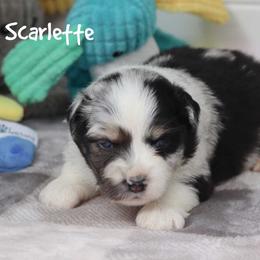 Scarlette - Blue merle female Miniature Australian Shepherd puppy in Garden Plain, Kansas from Krazy K Aussies