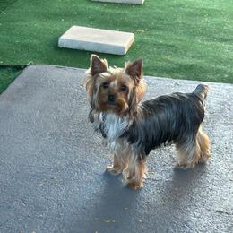 Coke - Yorkshire Terrier