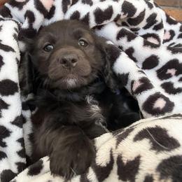 Mary - Black female Dachshund puppy in Pocasset, Massachusetts from Dachs of the Bay