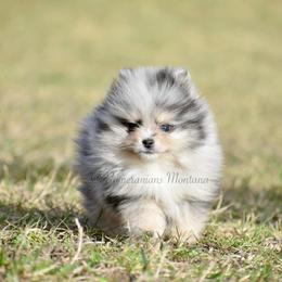 Pomeranian Puppies from Pomeranians Montana
