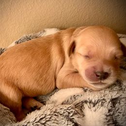 SmithDoodles GIRL 1 - Cream female Goldendoodle puppy in Portland, Oregon from Smith Family Doodles