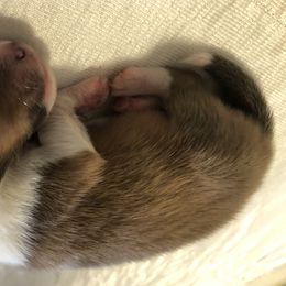 Shetland Sheepdog Puppies from Chuting Stars Shelties (from the Mystique sheltie line)