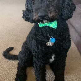 Bernedoodles, Goldendoodles, and Poodles from Hatten Homestead Kennels